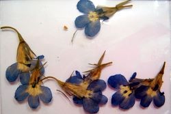 Flores secas para decorar color Azul
