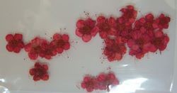 Flores secas para decorar color Rojo