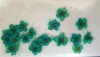 Flores secas para decorar color Verde Turquesa